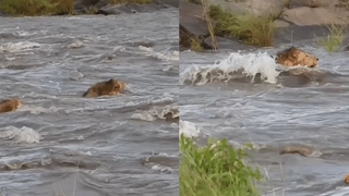 Viral Video: Lions Cross Raging River | Amused Netizens Recall Dory’s ‘Just Keep Swimming' Song